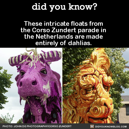 did-you-kno:These intricate floats from the Corso Zundert...