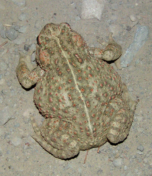 toadschooled:A chubby little boreal toad [also known as the...