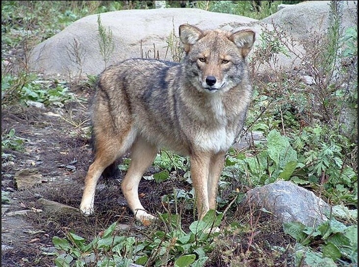 pueden un perro y un coyote aparearse