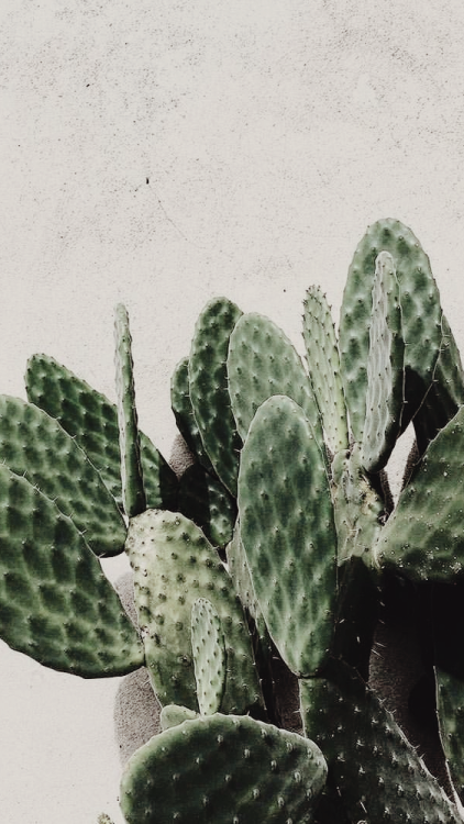cactus wallpapers  Tumblr 