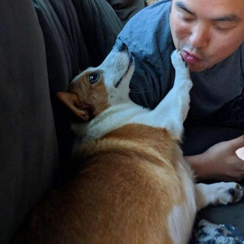 corgikistan:When you kiss your dog too much and he politely...