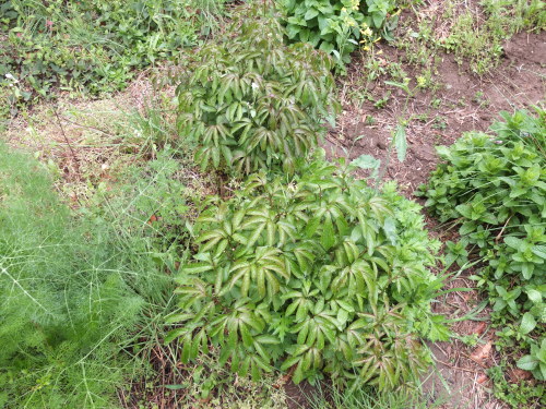 ハルジオンだかヒメジョオンだかが開花＆繁茂。茎が中空なのがハルジオンらしいので、今度見分けよう。生薬は概ね順調。ミントとカジイ...