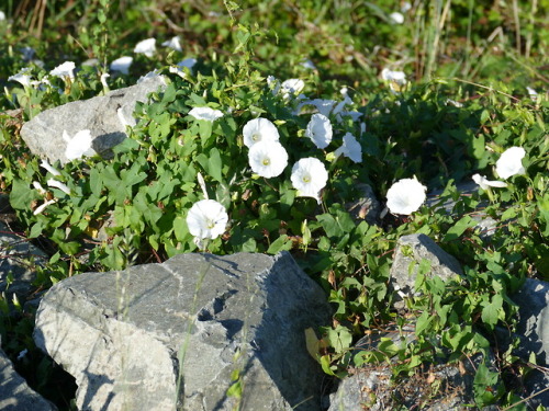 Fleur Blanche Tumblr