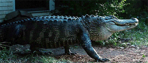 Image result for alligator tumblr gif