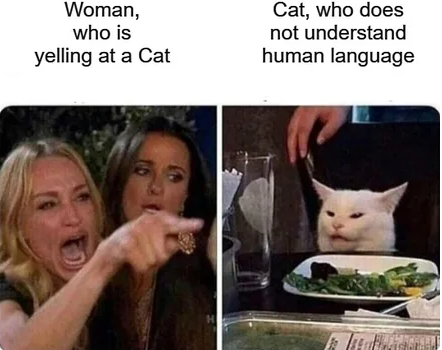 Confused Cat Meme Catchymemes