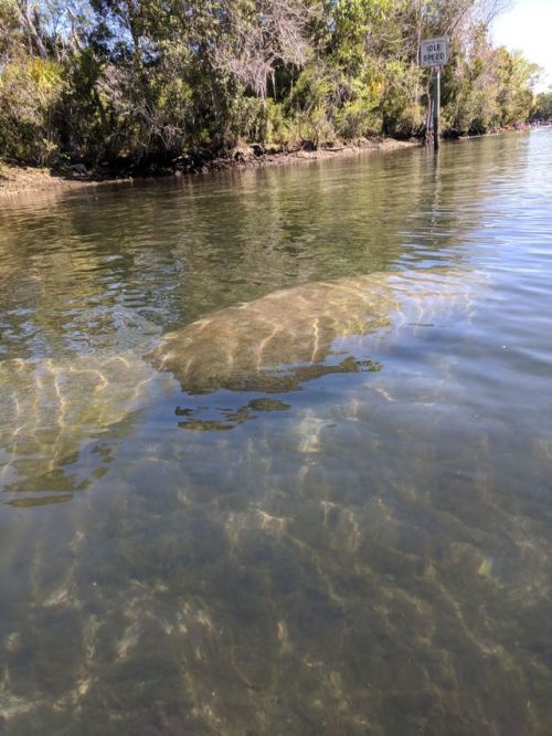 Kayaking out on Crystal River. No joke it was cold as hell. But...