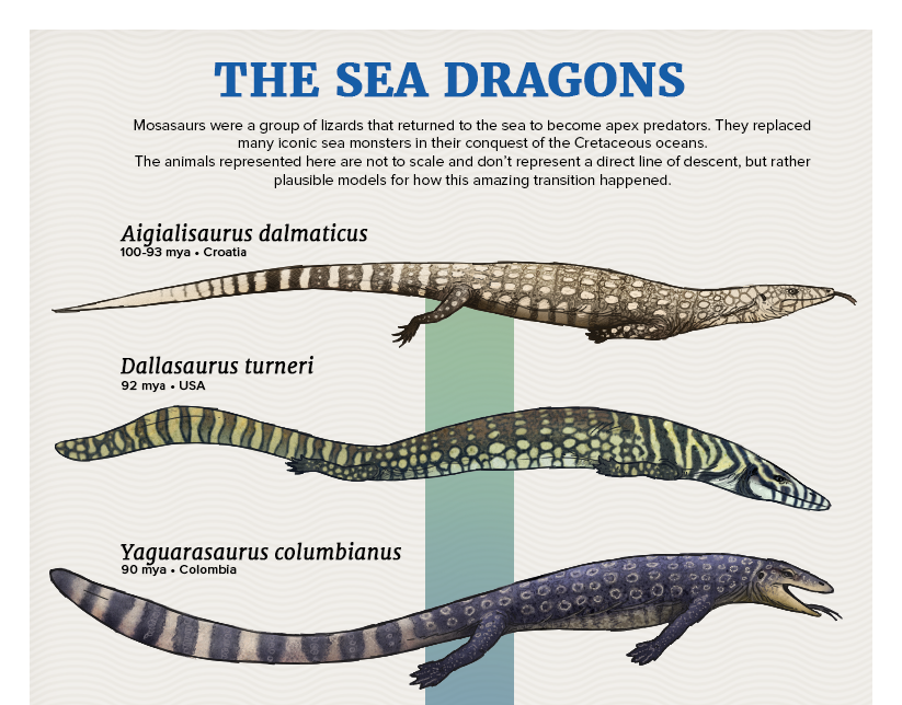 mosasaurus family