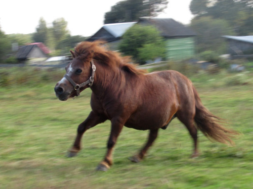 dull-boring-horse-life:The Saint Florus and Laurus day.