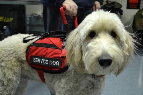 bossyheifer:September is National Service Dog Awareness...