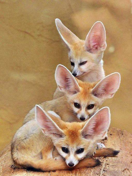 wild republic fennec fox