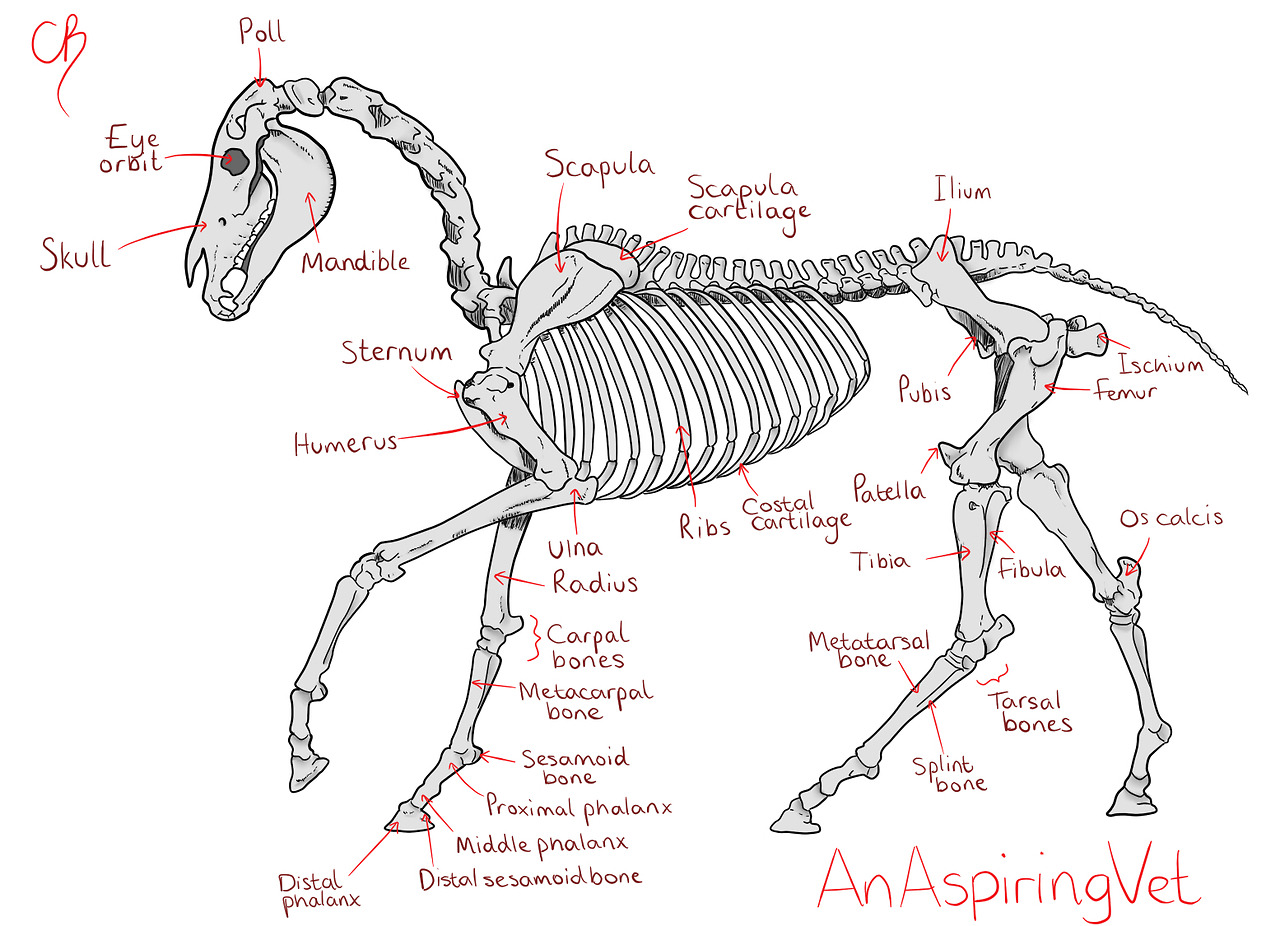 horse party — anaspiringvet: Here is some horse anatomy that I...