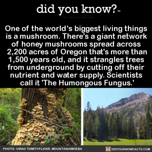 One Of The Worlds Biggest Living Things Is A Did You Know