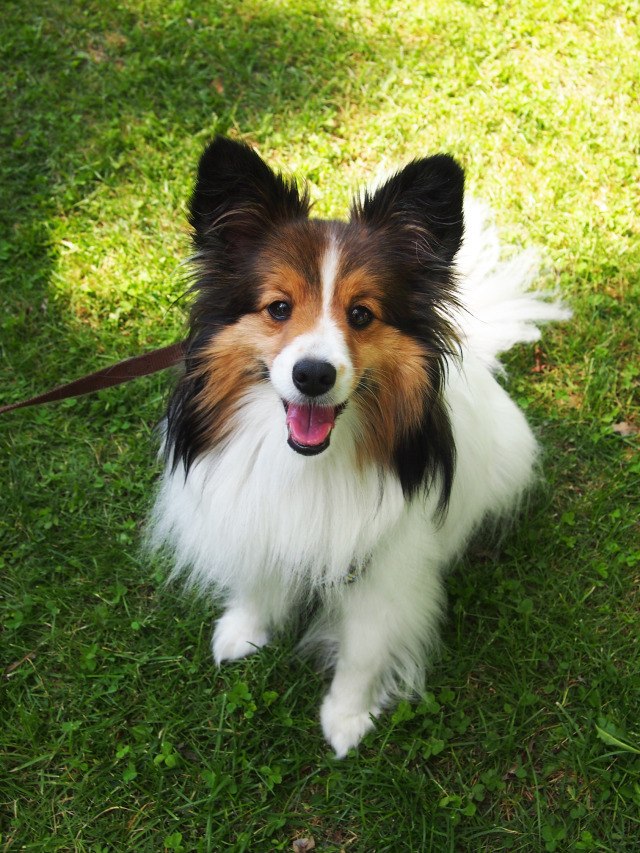 Bite the Wax Tadpole | Pappy (Sheltie/Papillon mix)