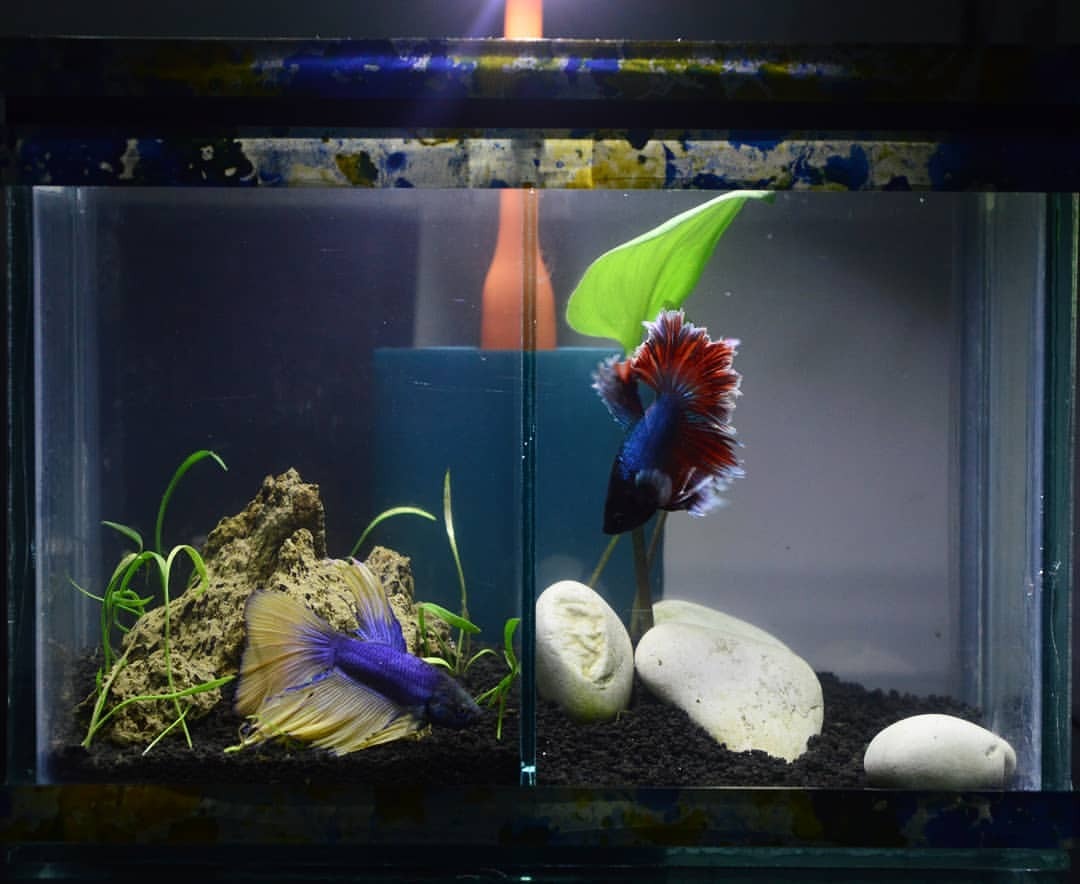 80 Design Aquarium Cupang Terbaik