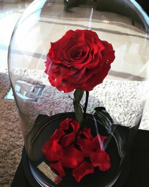 flowers flower red luxury luxuries luxuary luxurious glamour glamorous fashion onluxe