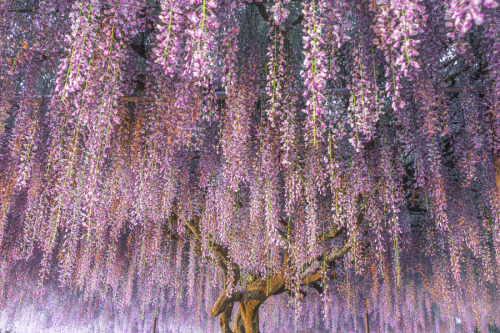 earthlynation:Gorgeous Wisteria