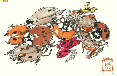 coliens