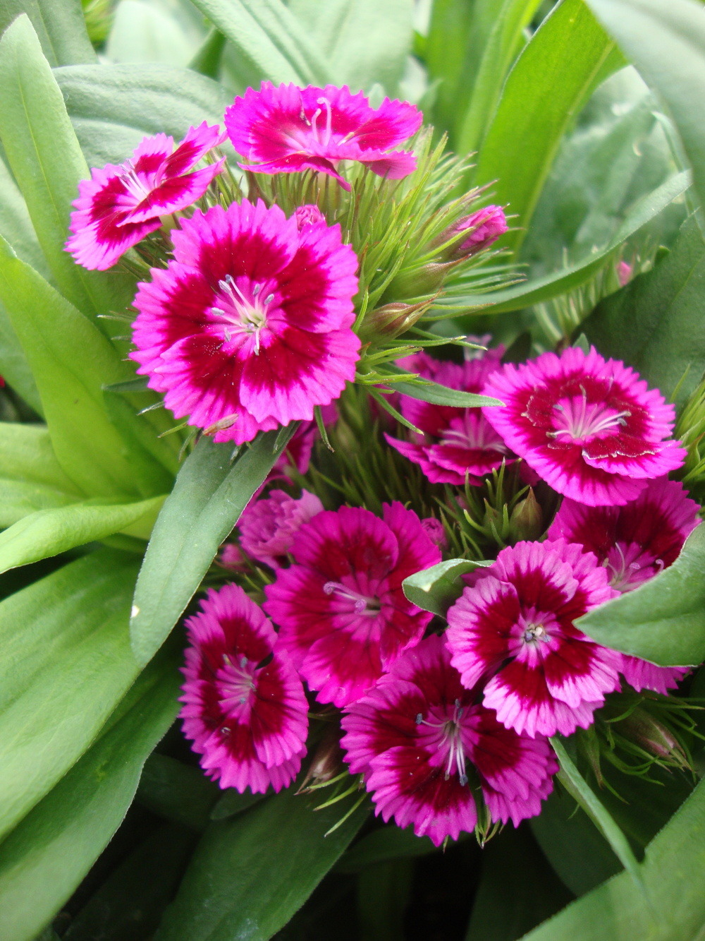 Beauty Rendezvous - Sweet William (Dianthus barbatus) by Paul2032