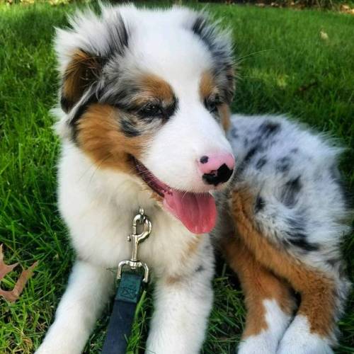 australian shepherd puppy on Tumblr