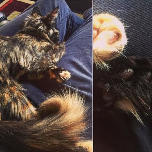 It’s always worth sharing kittens. #toefluff #mabel...