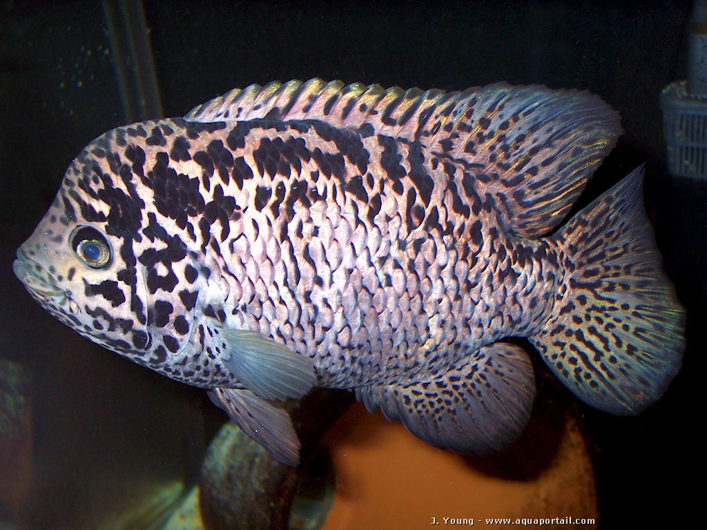 The Brackish Tank • Cuban CichlidBiajaca Genus: Nandopsis Species: