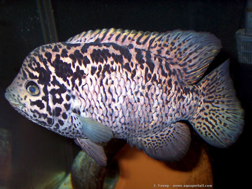 The Brackish Tank • Cuban Cichlid/Biajaca Genus: Nandopsis Species:...