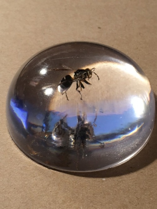 I made paper weights out of the dead hornets.  Here is the...