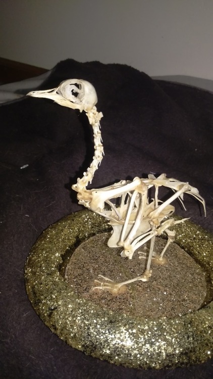 skeletal-scavenger:Alrighty, people, here it is! Pigeon!I ran...