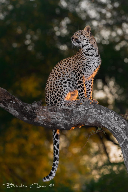 Africa animals big cats leopards South Africa sunrise and sunset trees uploads
