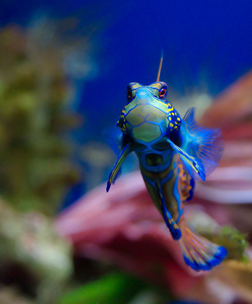 why-animals-do-the-thing:cool-critters:Mandarinfish...