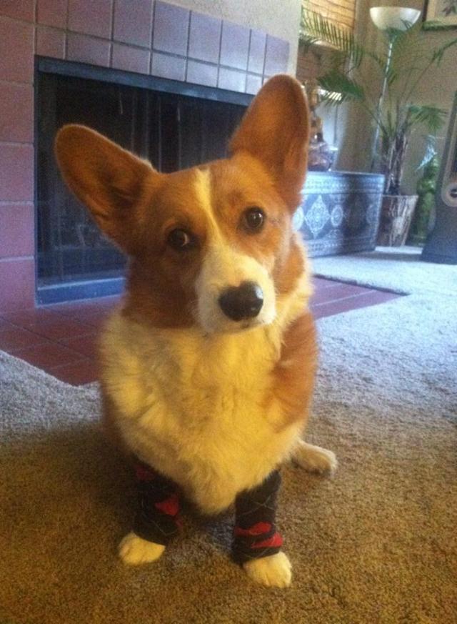 OCD: Obsessive Corgi Disorder, These legwarmers fit me perfectly!