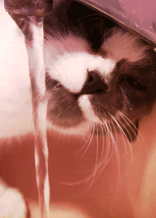 cat drinking water on Tumblr