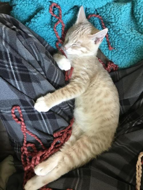 cutekittensarefun:Yarn: 1 Simba: zzz