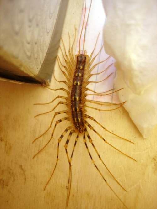 house centipede on Tumblr