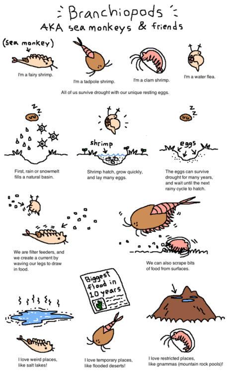 mossworm