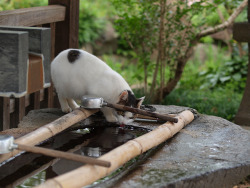 @オシャシン