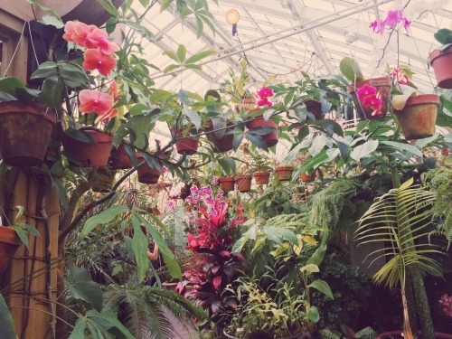 hanahaley:went to the flower conservatory today