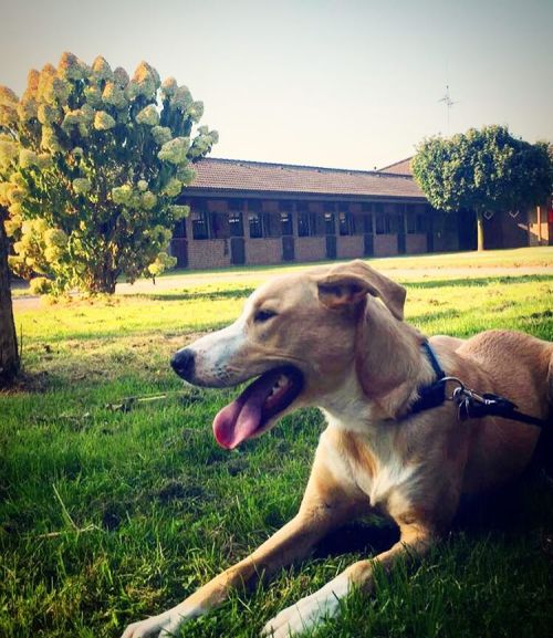 #fall #dogsofig (at Heisterfeldshof Ausflugslokal)