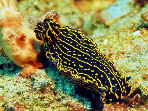 sanctusapparatus:I love sea slugs