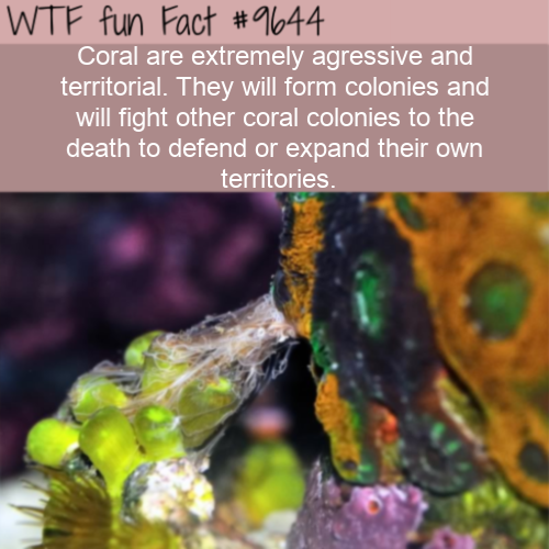 Fact Of The Day-Tuesday March 26th 2019 Tumblr_pozl82sJ3X1roqv59o1_500