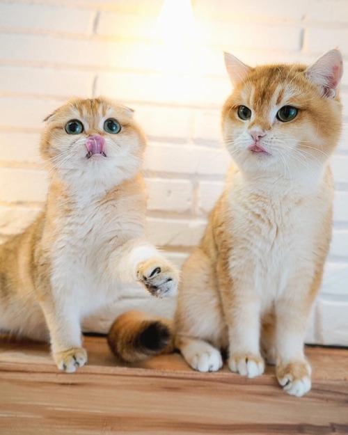 lifeofcynch:Some cats