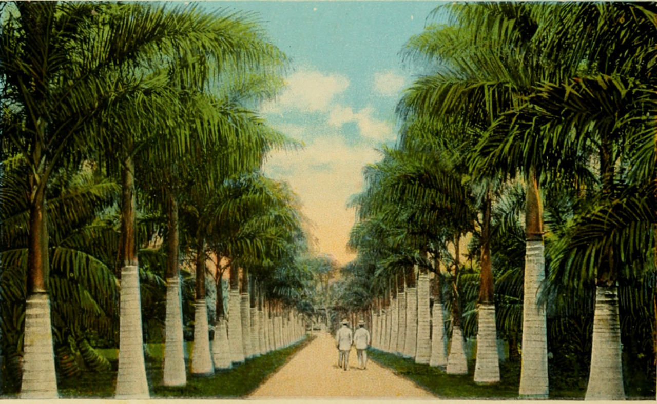 nemfrog - “Avenue of Royal Palms, Miami, Fla.” Beautiful...