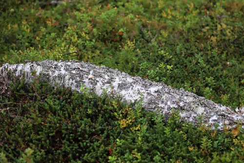 michaelnordeman:Jämtland, Sweden.