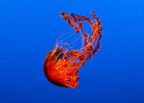 Black Sea Nettle (Chrysaora achlyos)