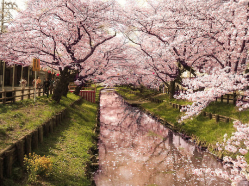 different-landscapes:Cherry Blossoms by Chikuma Riv