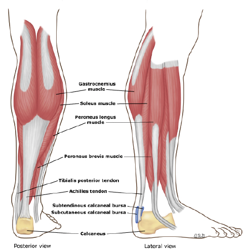 all. day. i. dream. about. sports. — The Calf Strain