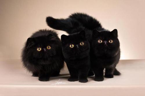 thefandomdropout:purebred-cats:Incredible trio!© Photo by Amy...