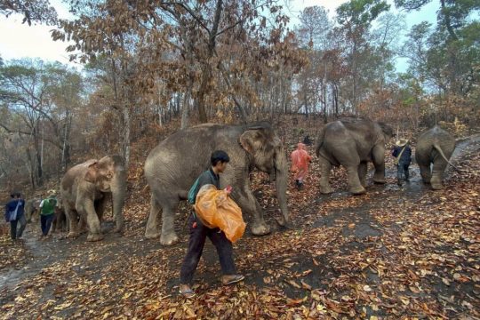 Save Elephant Foundation / Associated Press