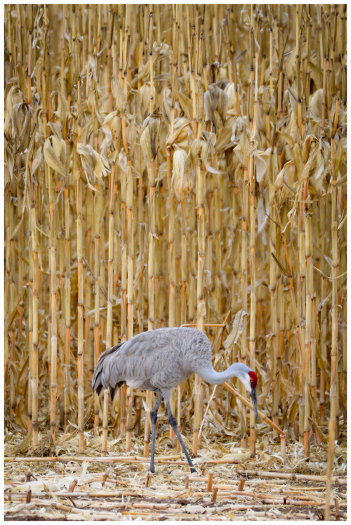 fatchance:Sandhill cranes (Antigone canadensis), at Bosque del...