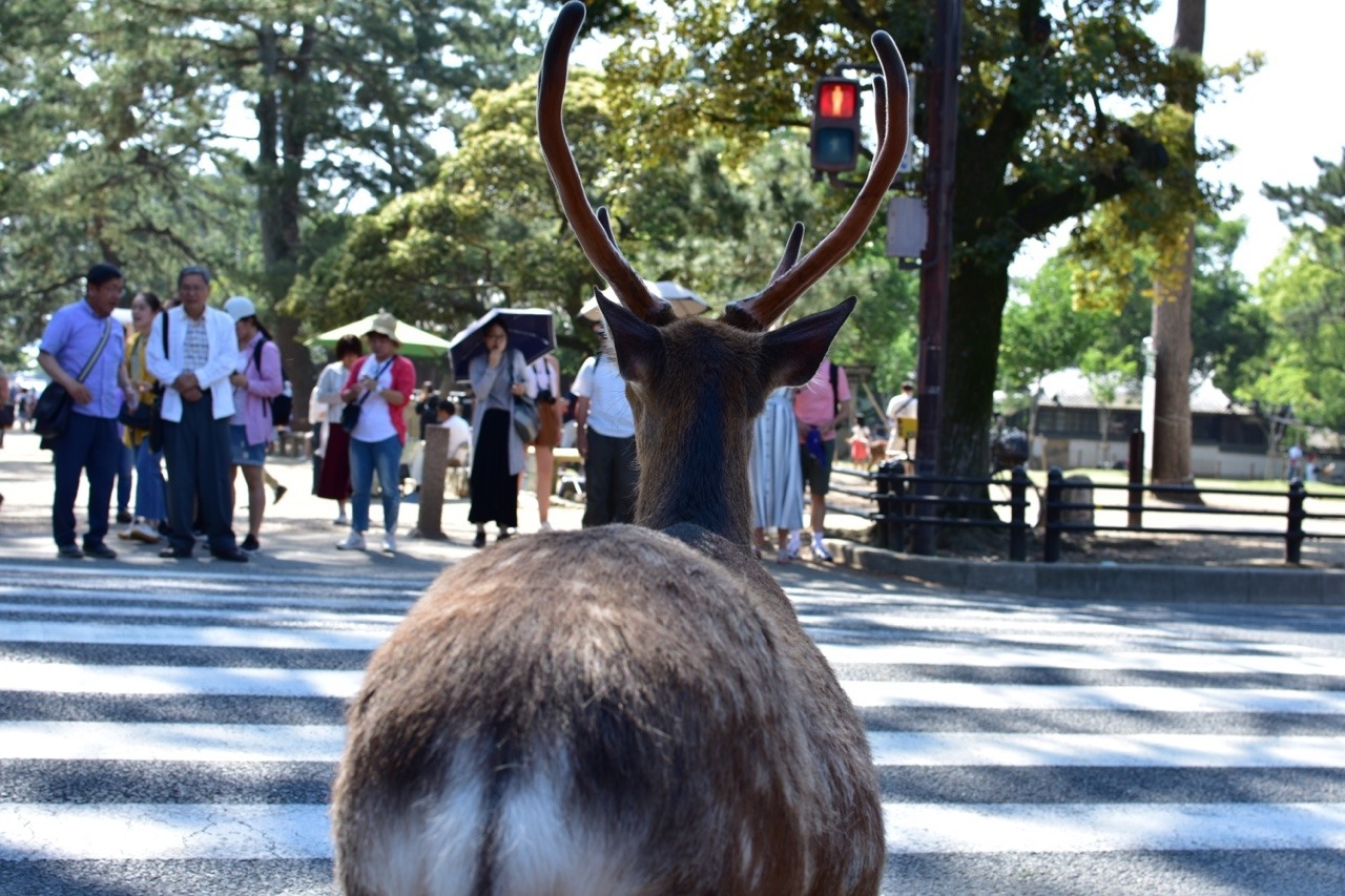 奈良公園にレジ袋持ち込むのは辞めよう Tumblr